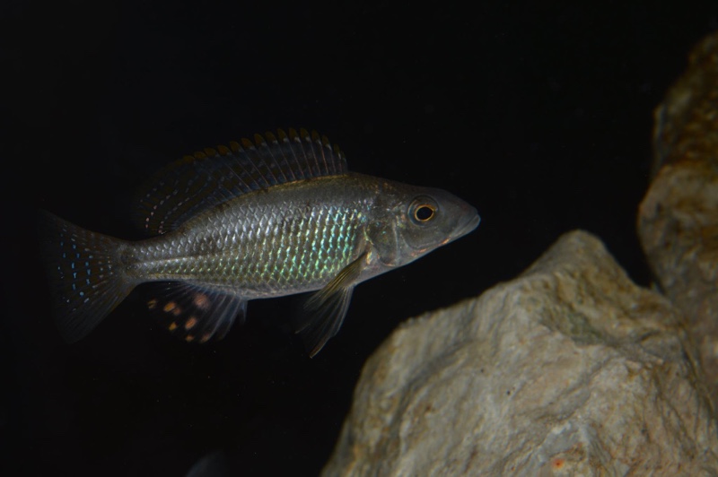 Stigmatochromis pholidophorus